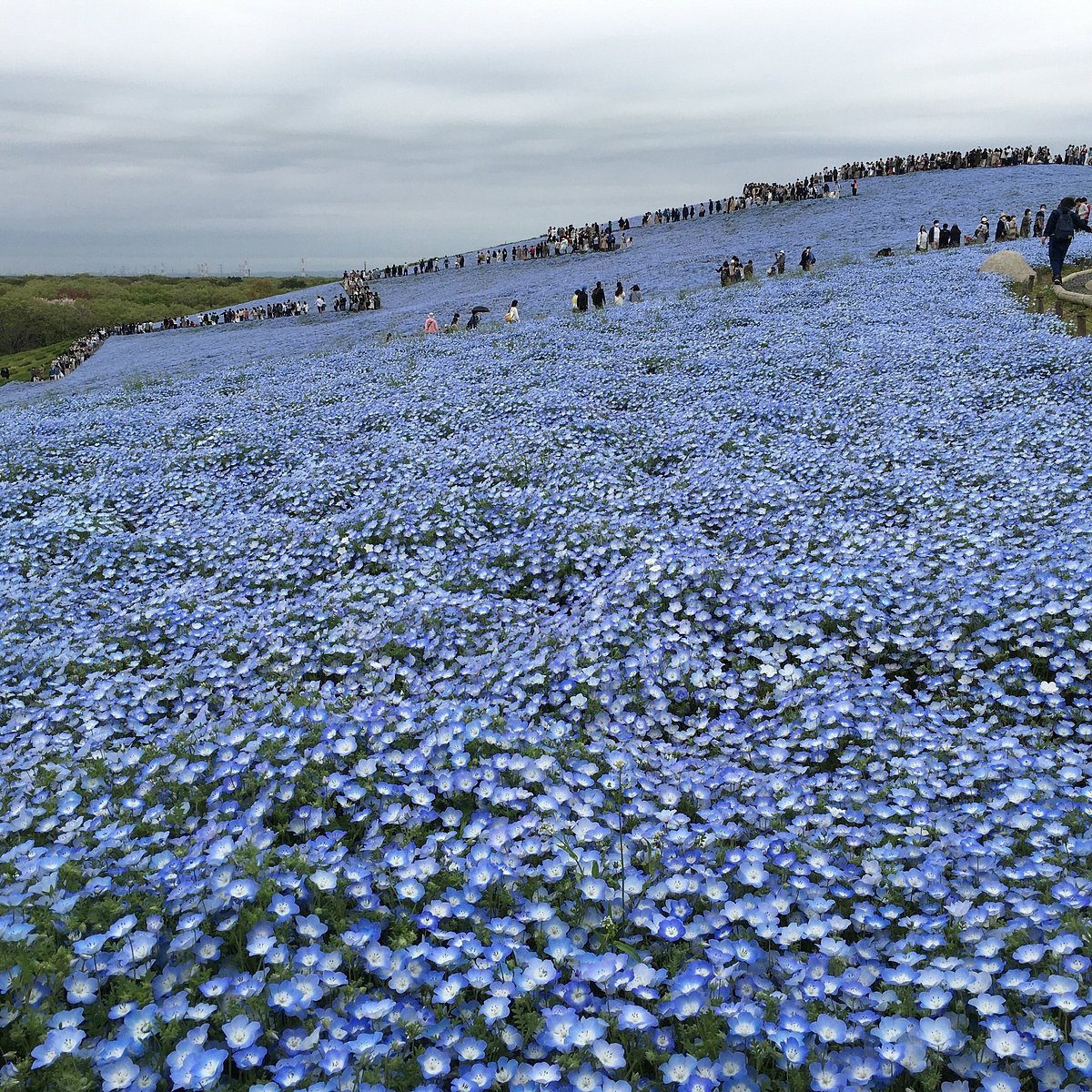 🌸 국영 히타치 해변 공원(코쿠에이 히타치 카이힌코엔) 이미지 6